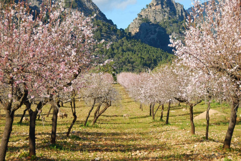 Blommande mandelträd (prunus dulcis)