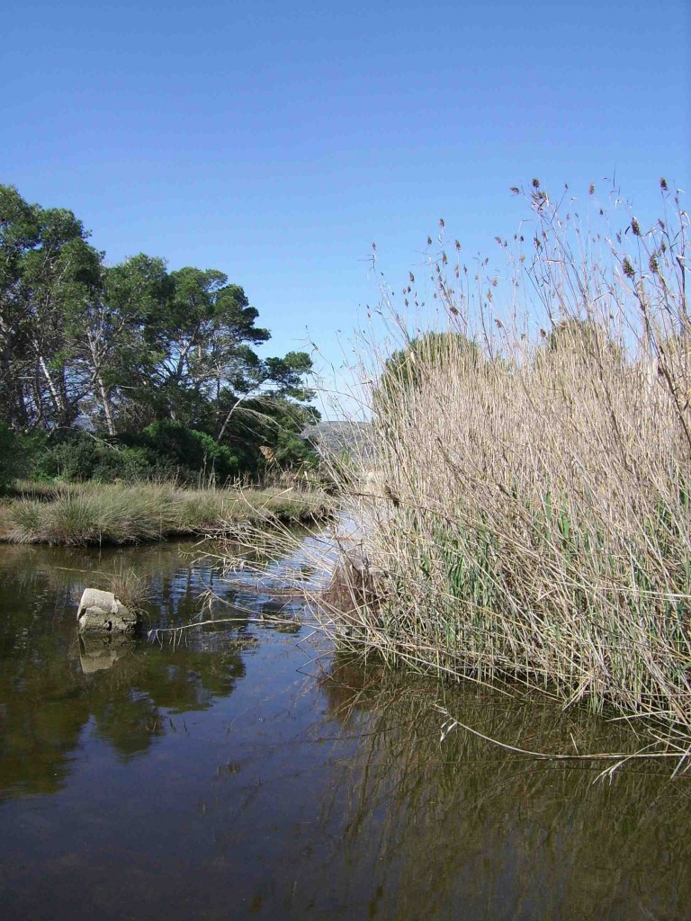 Våtmarken Albufera, strövområde, rik fauna, särskilt fåglar.