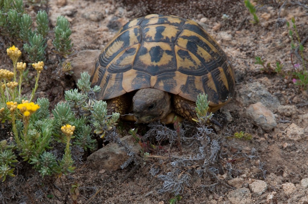 Testudo Iberia.
