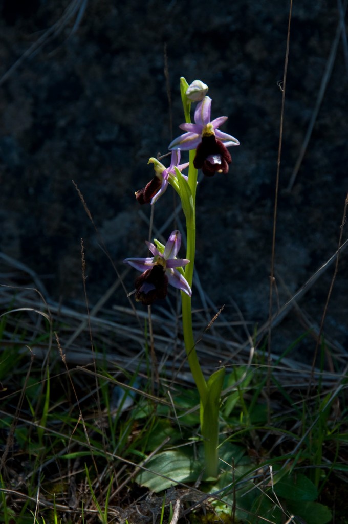 Ophrys Balearica