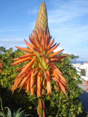 Blommande Aloe