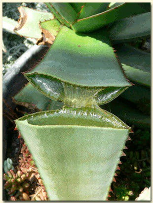 Aloe gel