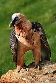Lammgamen