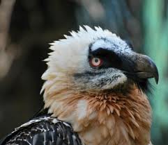 Gypaetus barbatus eller Lammgamen