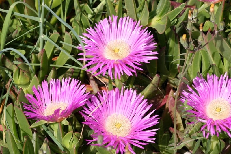 Middagsblomma (isblomma) är en ovälkommen trädgårdsflykting på Mallorcas strandbrinkar