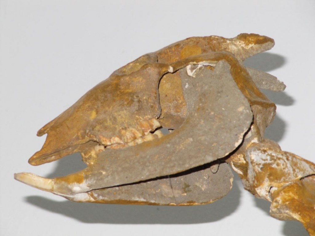 Kranium av Myotragus med kraftiga kindtänder och de gnagarlika framtänderna i underkäken (Societat d´Història Natural de les Balears)
