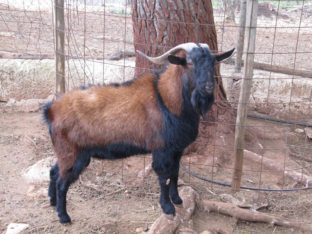 En "cabra fina" i Natura Park, deltagare i ett avelsprojekt, som poserar i sin inhägnad.