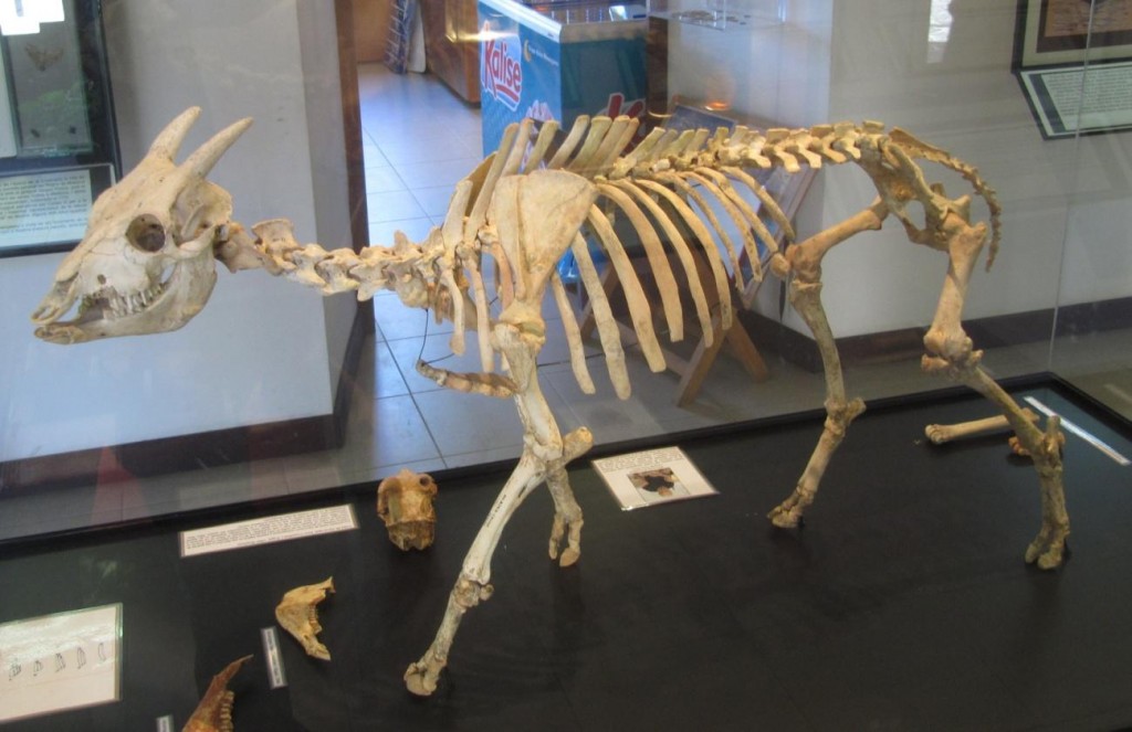 Skelett av Myotragus bevarat på Museu Balear de Cièncias Naturals, Soller