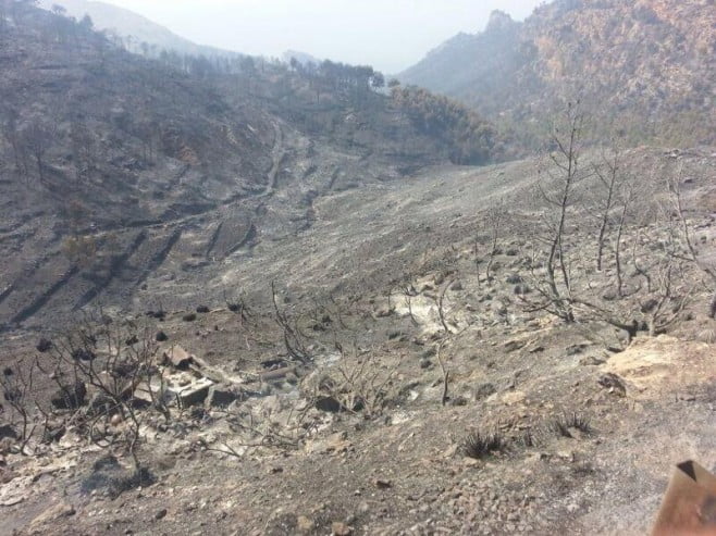Ett ödesdigert misstag kom att kosta 18 miljoner kvadratmeter skog på Mallorca