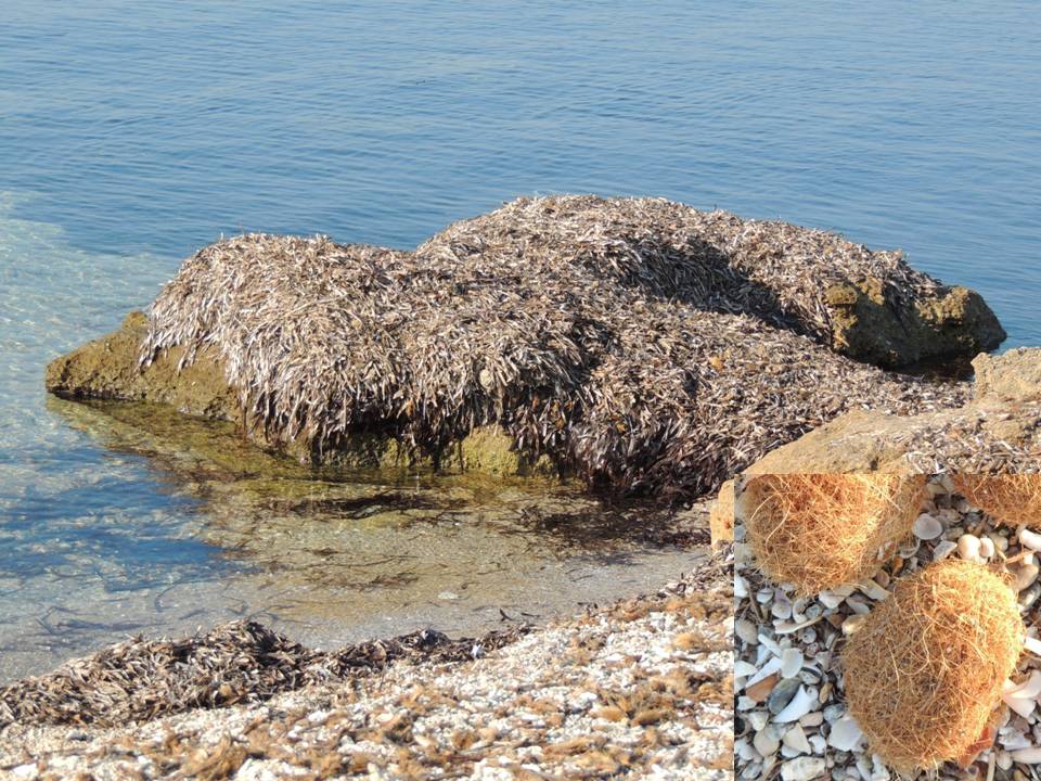 Sensommar i Es Carnatge – en fotokrönika
