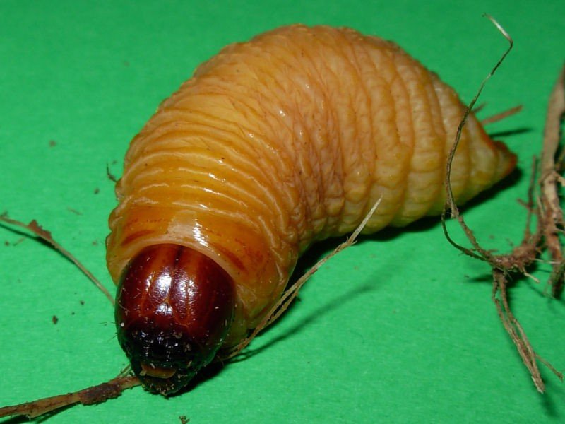 Palmvivellarv
