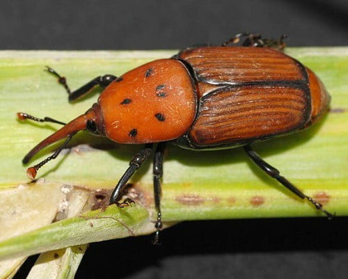 Röd palmvivel (Rhynchophorus ferrugineus)