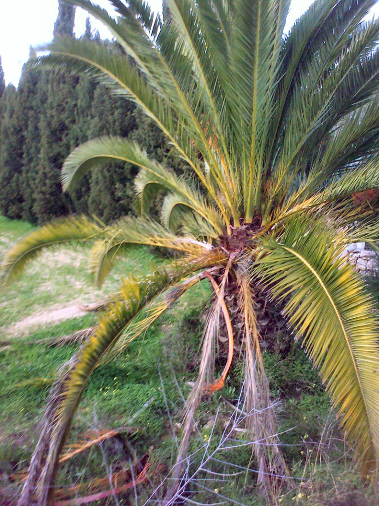 Palm med avancerat angrepp av palmviveln